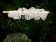 Cloud - Lampa suspendata