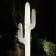 Saguaro